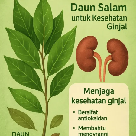 Tanaman Obat: Manfaat Daun Salam untuk Kesehatan Ginjal